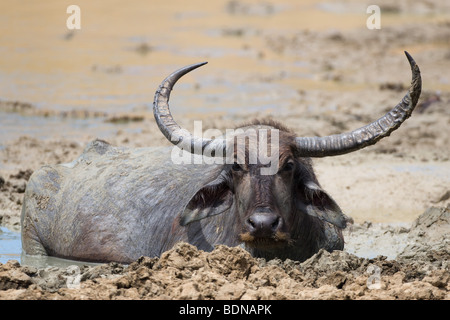 Buffle sauvage se vautrer dans la boue à Yala NP, Sri Lanka Bubalis bubalis arnee Banque D'Images