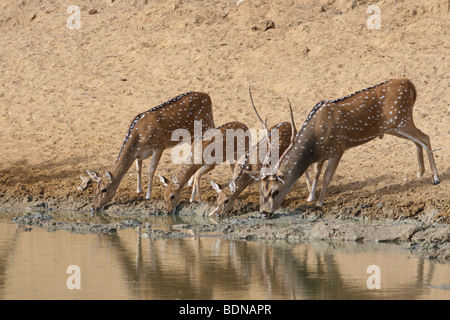 Spotted Deer Chital, également connu sous (Axis axis), boire à un trou d'eau dans le parc national de Yala, au Sri Lanka. Banque D'Images