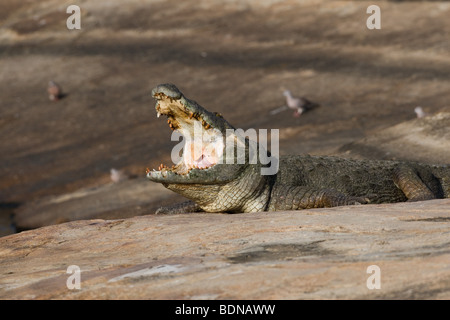 Crocodile (Crocodylus palustris agresseur pèlerin) Banque D'Images