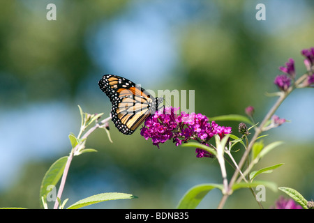 Un Buddleia Arbre aux papillons avec un papillon se nourrit de ses fleurs. Banque D'Images