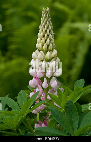 Le lupin (Lupinus) Banque D'Images