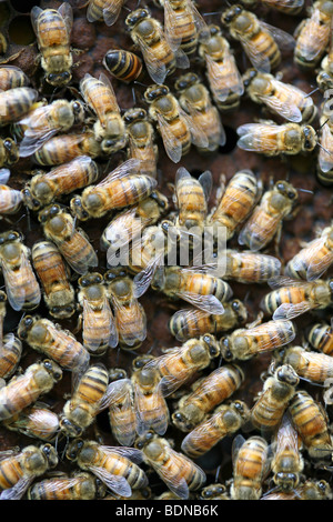 Les abeilles et la ruche à un rucher dans les montagnes. Dalat, Vietnam, Asie du sud-est Banque D'Images