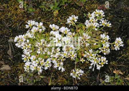 Le scorbut danois-grass (Cochlearia danica), les plantes à fleurs. Banque D'Images