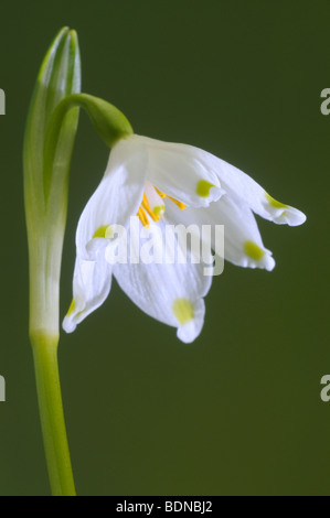 Printemps Leucojum vernum (flocon), fleur. Banque D'Images