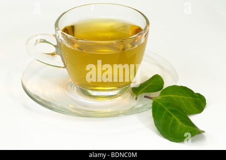 Mate, thé du Paraguay (Ilex paraguariensis). Une tasse de thé avec trois feuilles, studio photo. Banque D'Images