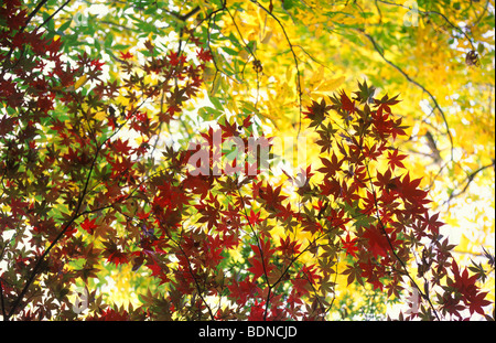 Feuilles d'automne jaune et rouge d'un érable japonais, de l'Australie Banque D'Images