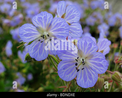 Cranebill Meadow Mme Kendall Clark (Geranium pratense 'Mrs Kendall Clark') Banque D'Images