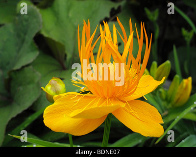 Chinese globe flower (Trollius chinensis) Banque D'Images