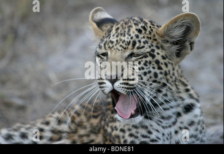 Les jeunes leopard bâillement dans Moremi Botswana Banque D'Images