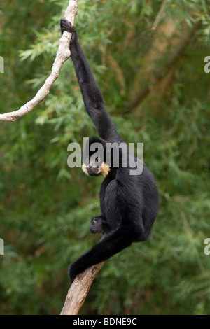 Black Crested Gibbon (Hylobates concolor) Banque D'Images