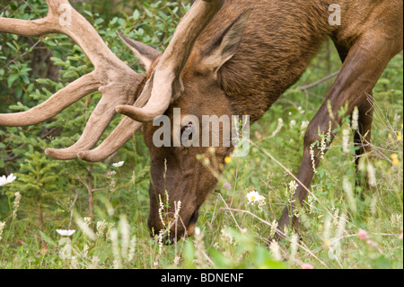 Young male elk le pâturage sur le côté de la route. Banque D'Images