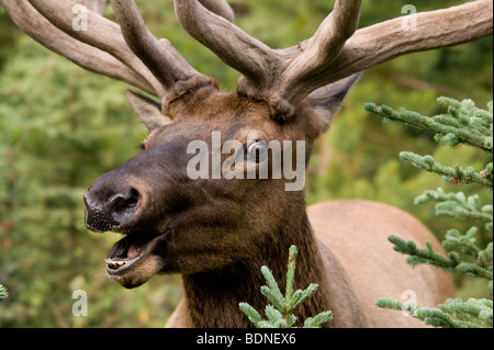 Elk mâle sur l'alerte à la route, le parc national de Banff, Canada Banque D'Images