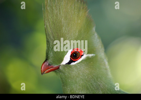 Head shot of a Kynsna Lourie (Tauraco corythaix), province de Western Cape, Kynsna, Afrique du Sud Banque D'Images