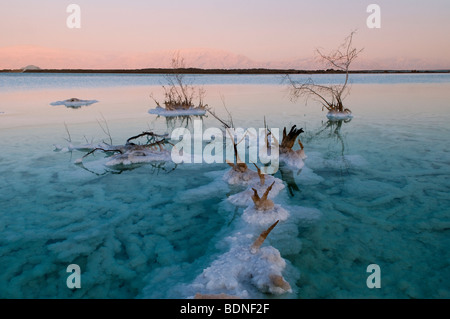 Plantes flétries entouré par des cristaux de sel sur les rives de la Mer Morte Israël Banque D'Images