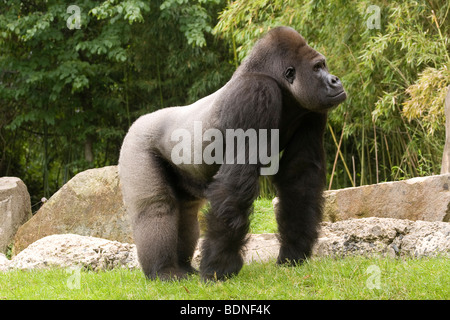 Gorille de l'ouest (Gorilla gorilla) Banque D'Images