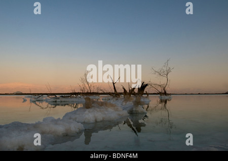 Plantes flétries entouré par des cristaux de sel sur les rives de la Mer Morte Israël Banque D'Images