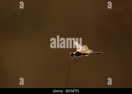 À pâte rouge vert (Sympetrum fonscolombii) perché sur la tige d'herbe, la Province de Gauteng, Afrique du Sud Banque D'Images