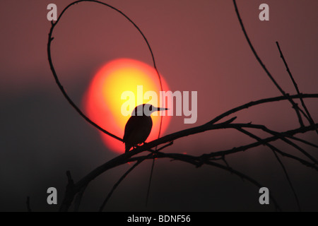 Silhouette de la malachite Kingfisher (Alcedo cristata) perché sur les brindilles au coucher du soleil, la Province de Gauteng, Afrique du Sud Banque D'Images