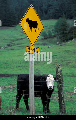 Vache et Cattle Crossing Sign Banque D'Images