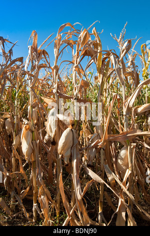 Le maïs de maturation / Maïs doux - Indre-et-Loire, France. Banque D'Images