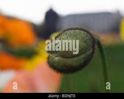 Capsule de pavot alpin, le pavot (Papaver alpinum) dans le jardin botanique, Jardin des Plantes, Paris, France, Europe Banque D'Images