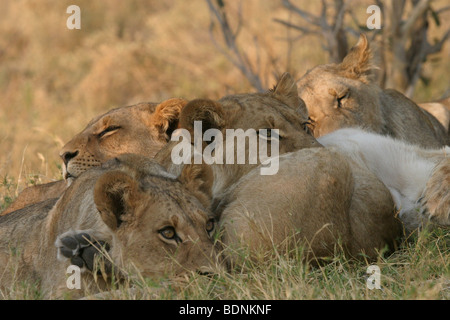 Fierté de la lionne se reposer pendant la chaleur du jour au Botswana. Banque D'Images