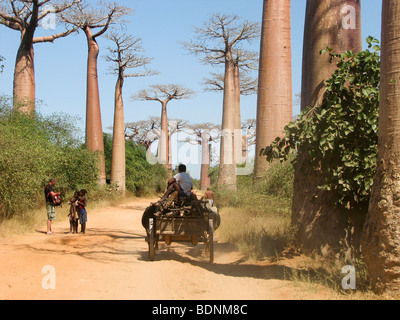 L'Afrique, Madagascar, Morondava, Baobab de Grandidier (Adansonia grandidieri) Avenue. Cet arbre est endémique à l'île Banque D'Images