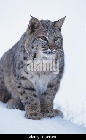 Wild cat sitting in snow Banque D'Images