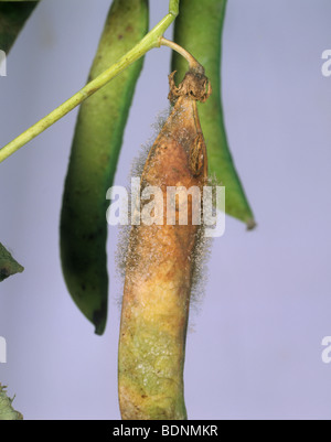 La moisissure grise (Botrytis cinerea) mycélium sur pois malades pod Banque D'Images