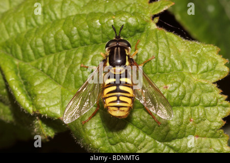 Hoverfly (Chrysotoxum cautum Syrphidae) : l'un des meilleurs imitateurs de guêpe en Europe, au Royaume-Uni. Banque D'Images