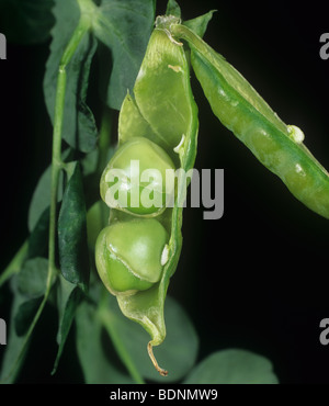 Pois (PSbMV seedborne mosaic virus) Dommages aux petits pois dans la cosse Banque D'Images