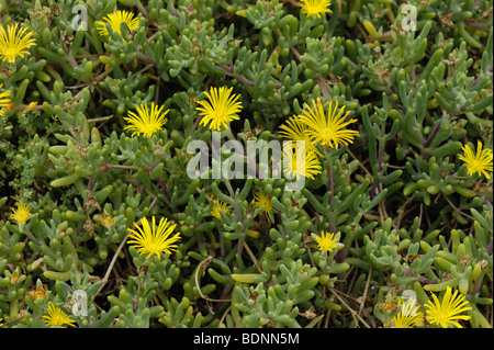 Une usine à glace Lampranthus citrinus en fleurs à Madère Banque D'Images