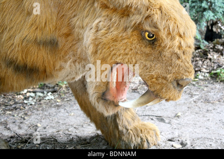 Tigre à dents de sabre, un parc préhistorique, Nowiny), Pologne, 2009, réplique taille réelle Banque D'Images