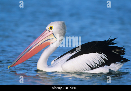 Australian Pelican sur l'eau Banque D'Images