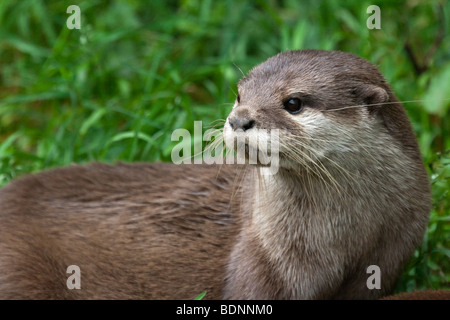 Courte asiatique griffé Otter Banque D'Images