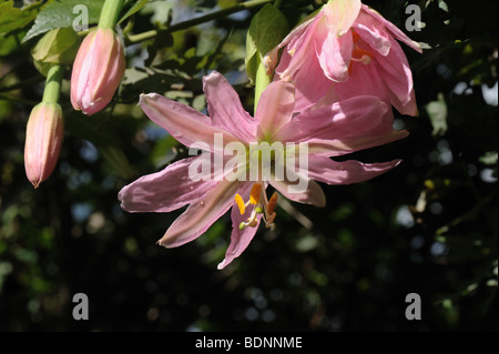 La passion des fleurs de banane (Passiflora mollissima) fleurs, Madère Banque D'Images