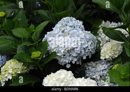 Fleurs bleu pâle et blanc sur l'Hydrangea macrophylla inm les Jardins Botaniques, Funchal, Madère Banque D'Images