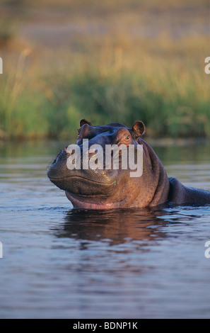 Hippopotame (Hippopotamus amphibius) baignade en eau Banque D'Images