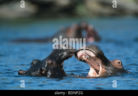 Deux Hippopotames (Hippopotamus amphibius) baignade en eau Banque D'Images