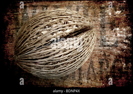 Une gousse photographié contre le bois. Textures ajouté dans photoshop par la suite. Banque D'Images