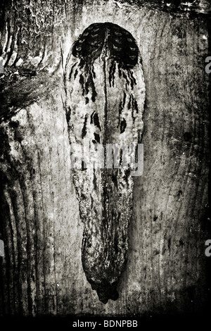 Une gousse photographié contre le bois. Textures ajouté dans photoshop par la suite. Banque D'Images