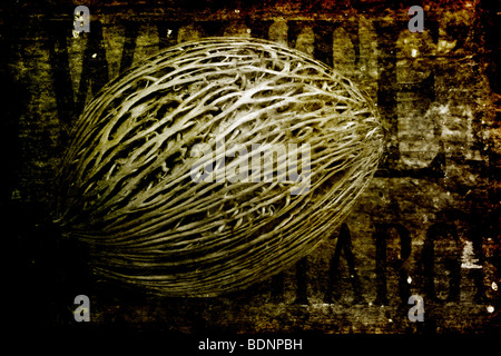 Une gousse photographié contre le bois. Textures ajouté dans photoshop par la suite. Banque D'Images