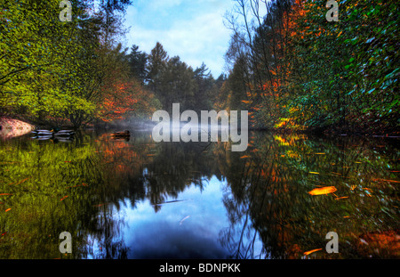 Canards dans un miroir lisse misty étang avec arbres et buissons d'automne et d'autre Banque D'Images