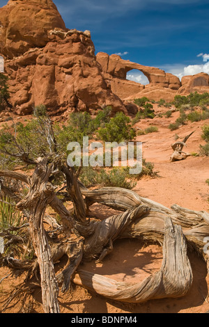 Skyline Arch dans Arches National Park, Moab, Utah, United States Banque D'Images