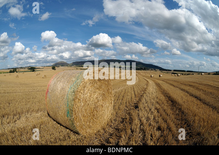 Bottes de foin dans un champ de blé fraîchement récolté en Ecosse Banque D'Images