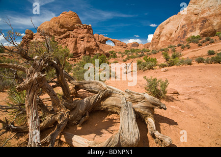 Skyline Arch dans Arches National Park, Moab, Utah, United States Banque D'Images