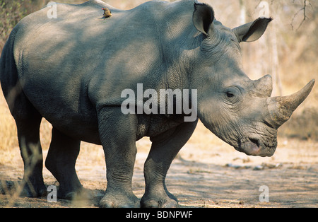 Le Rhinocéros noir (Ceratotherium simum) Banque D'Images