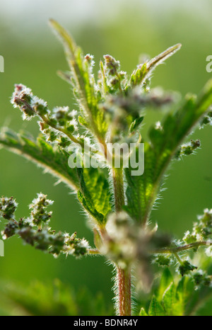 Ortie commune Urtica dioica, Banque D'Images