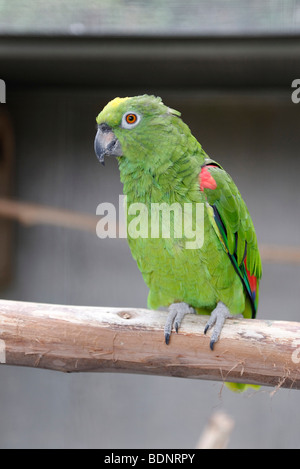 Amazon à couronne jaune (Amazona ochrocephala) dans une volière à Funchal, Madère, Portugal, Europe Banque D'Images