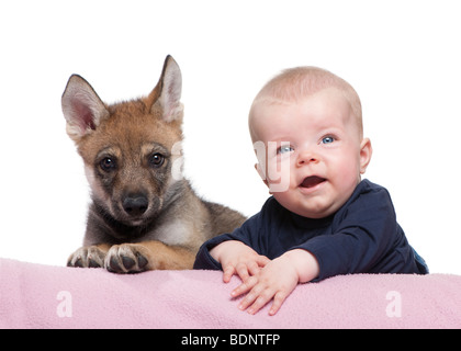 Portrait of baby boy avec de jeunes loups européens in front of white background, studio shot Banque D'Images